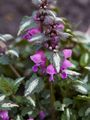 Lamium maculatum White Nancy Jasnota